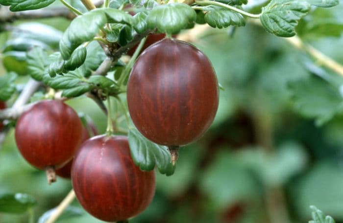 gooseberry 'Rokula'