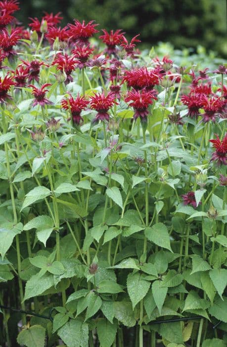 bergamot 'Gardenview Scarlet'