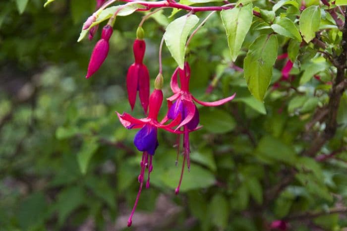 fuchsia 'Genii'