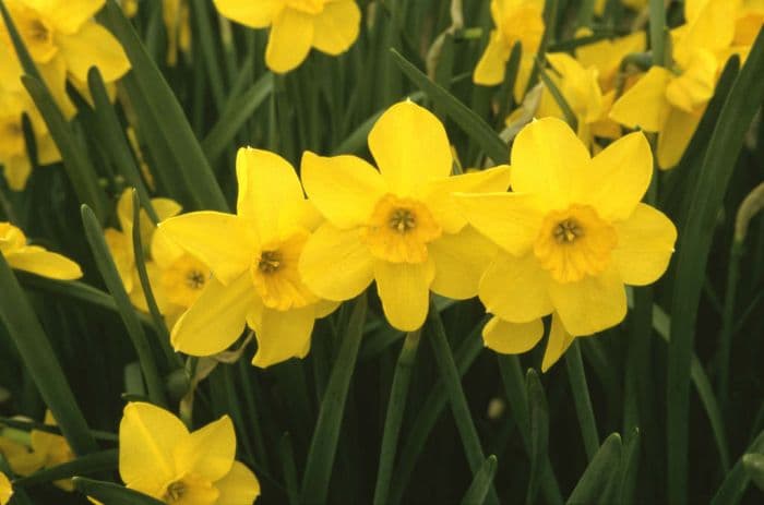 daffodil 'Whipcord'