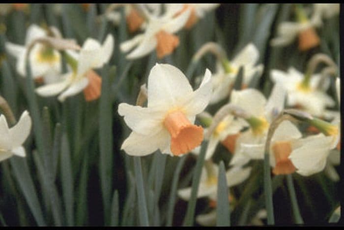 daffodil 'Kaydee'