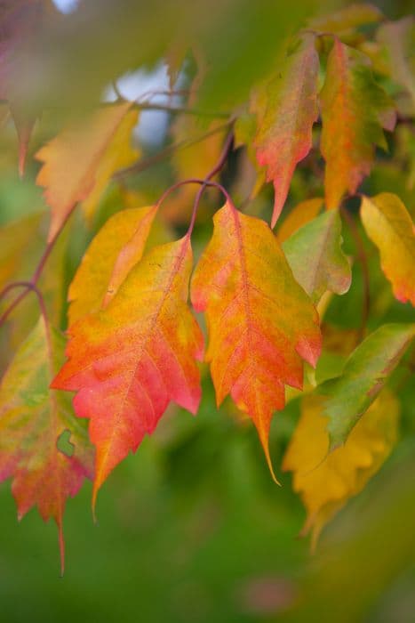 ivy-leaved maple