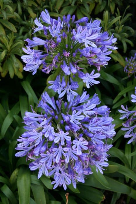 African lily