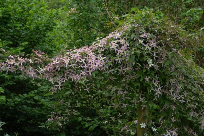 clematis 'Marilyn'