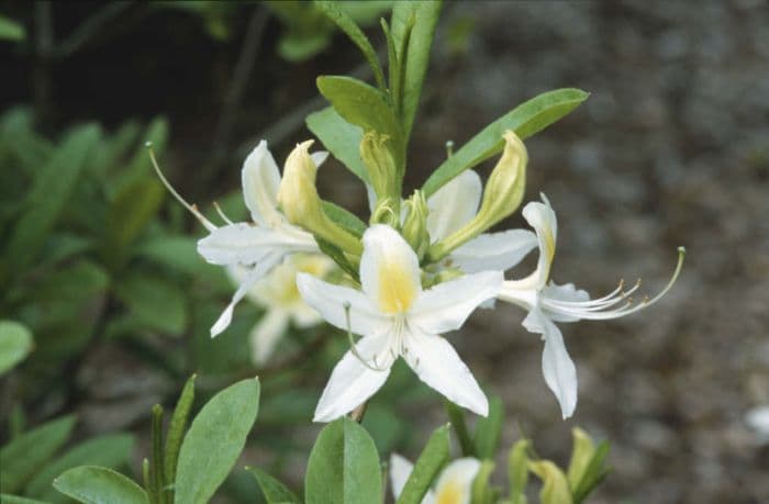 rhododendron 'Summer Fragrance'