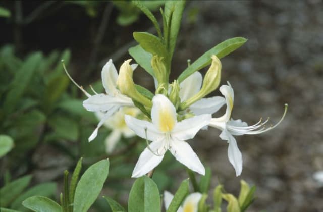 Rhododendron 'Summer Fragrance'