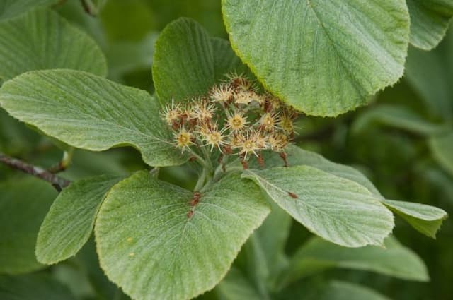 Tibetan whitebeam