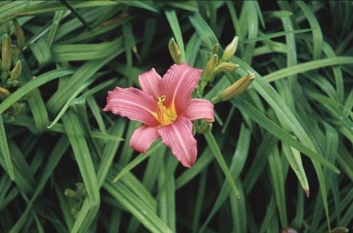 daylily 'Pink Damask'