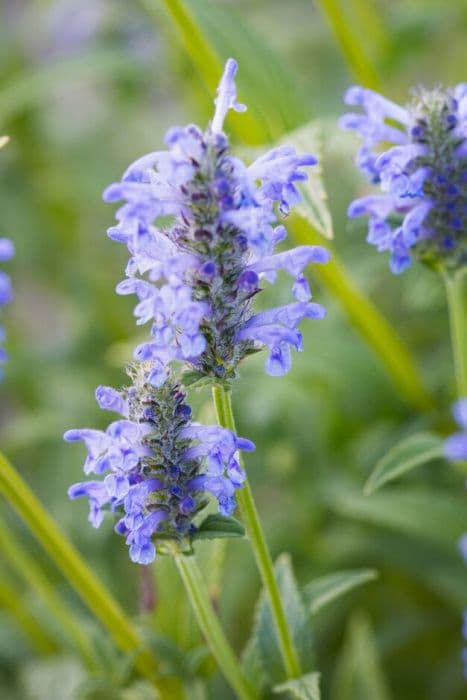 prominently-veined catmint