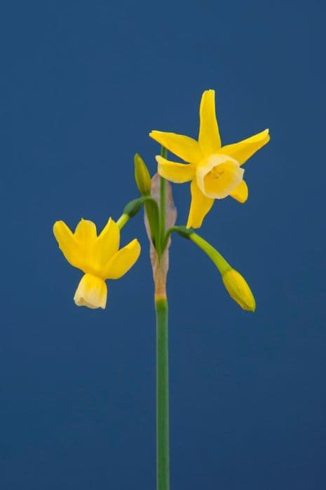 daffodil 'Hawera'