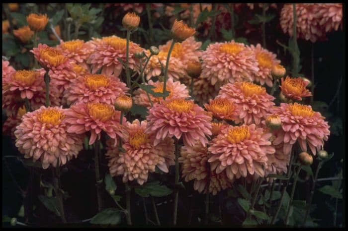 chrysanthemum 'Pennine Sweetheart'