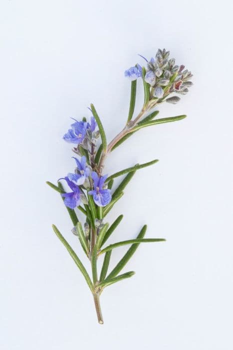 rosemary 'Jekka Blue'