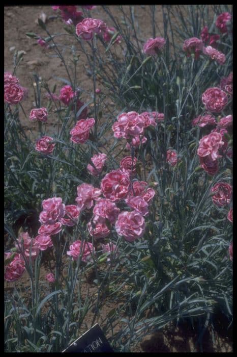 pink 'Coronation Ruby'