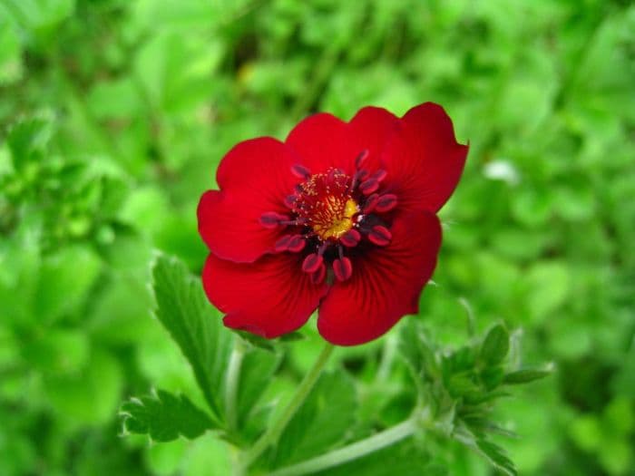 dark crimson cinquefoil