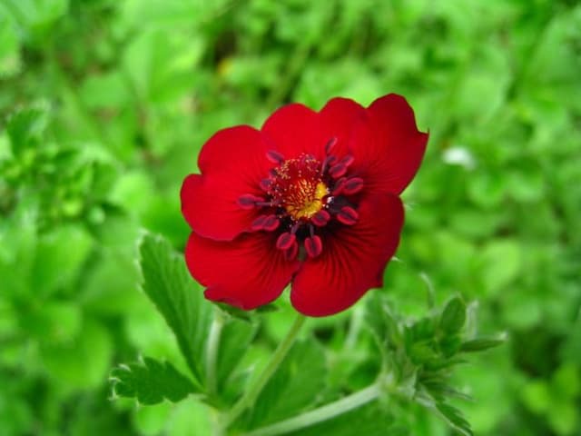 Dark crimson cinquefoil