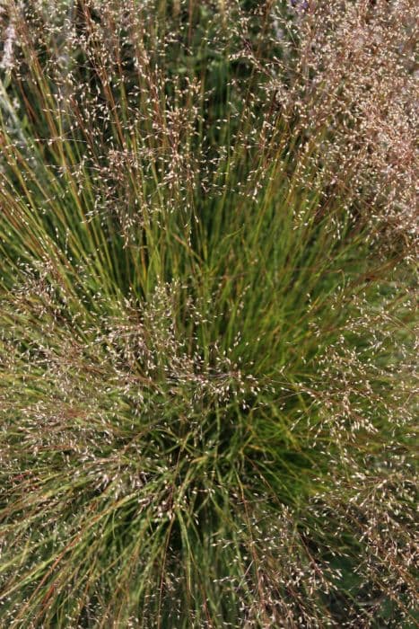 prairie dropseed