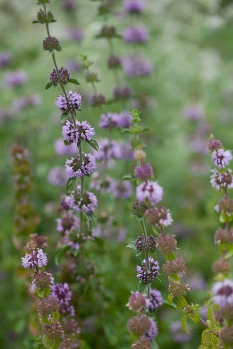 pennyroyal 'Upright'