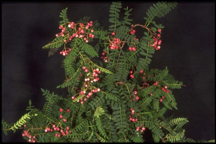 Vilmorin's rowan