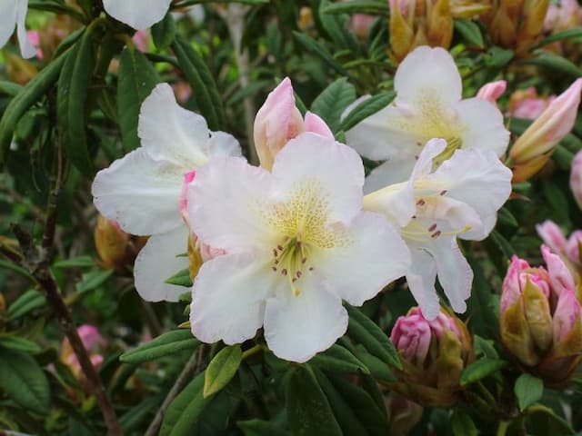 Rhododendron 'Silver Sixpence'