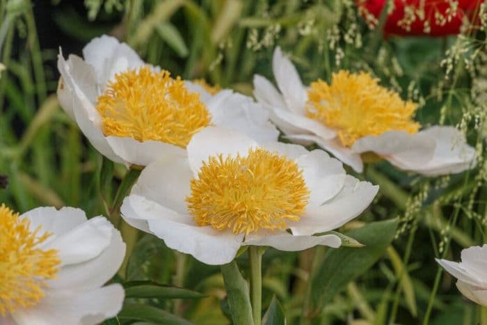 peony 'Claire de Lune'