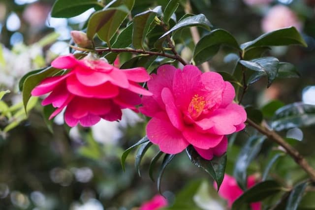 Camellia 'Mirage'