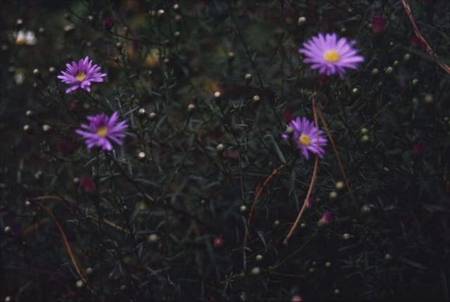 Mauve-flowered starwort (of gardens)