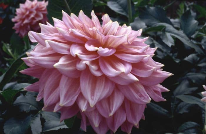 dahlia 'Kidd's Climax'