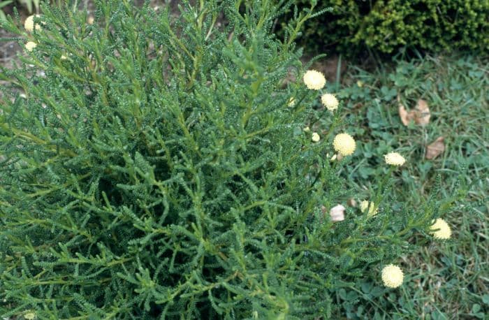 lavender cotton 'Primrose Gem'