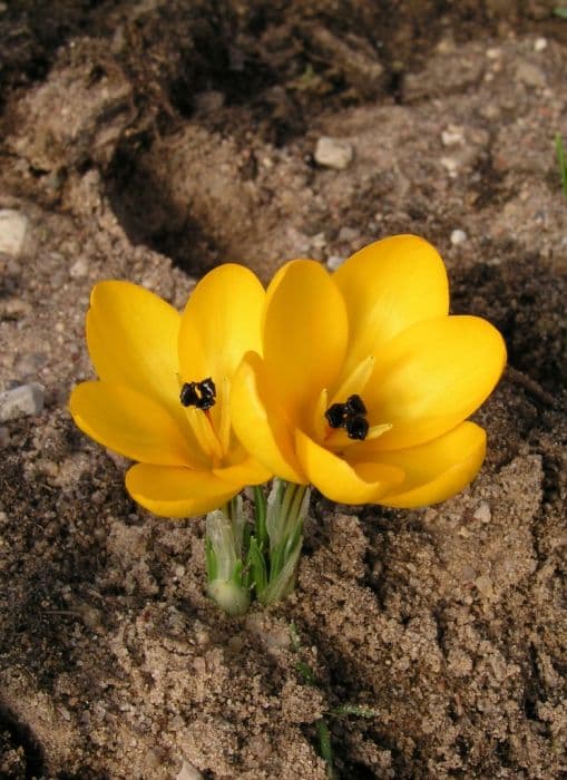 crocus 'Sunspot'