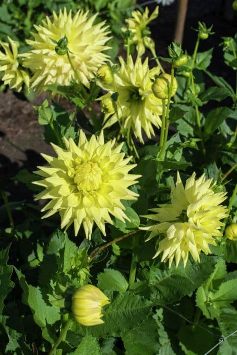 dahlia 'Trooper Dan'