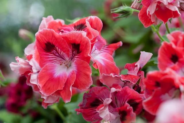 Pelargonium 'Georgina Blythe'