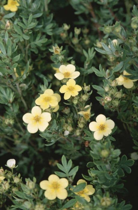 shrubby cinquefoil 'Maanelys'