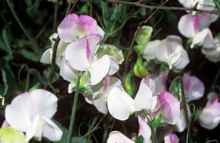 sweet pea 'Solway Snowflake'