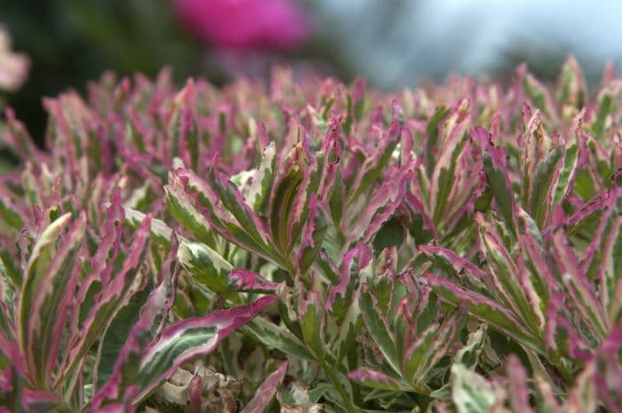 cushion spurge 'First Blush'