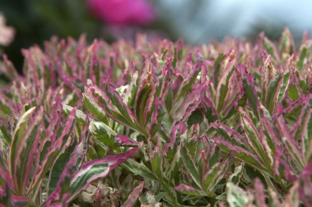 Cushion spurge 'First Blush'