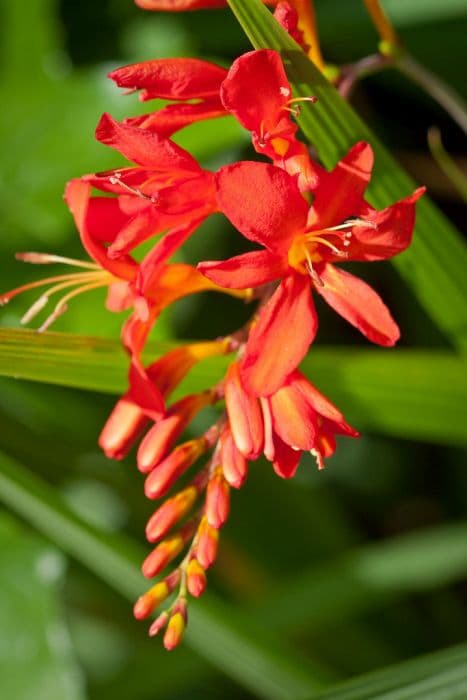 montbretia 'Mistral'