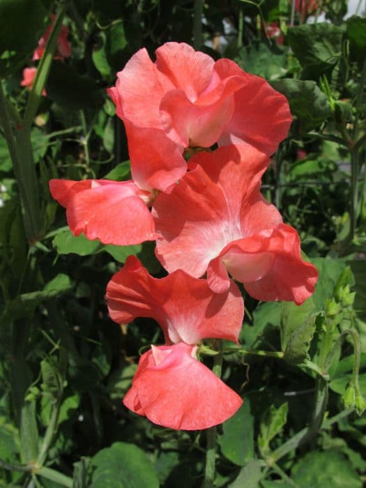 sweet pea 'First Flame'