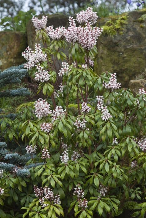 pieris 'Katsura'