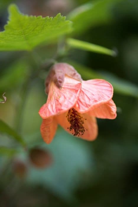 abutilon 'Fool's Gold'