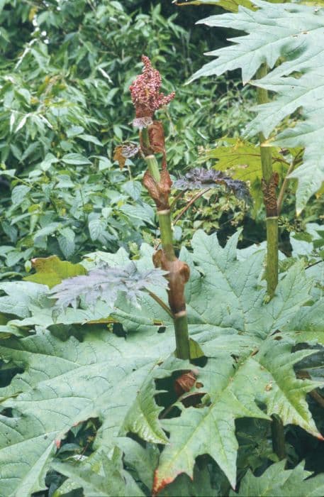 rhubarb 'Atrosanguineum'