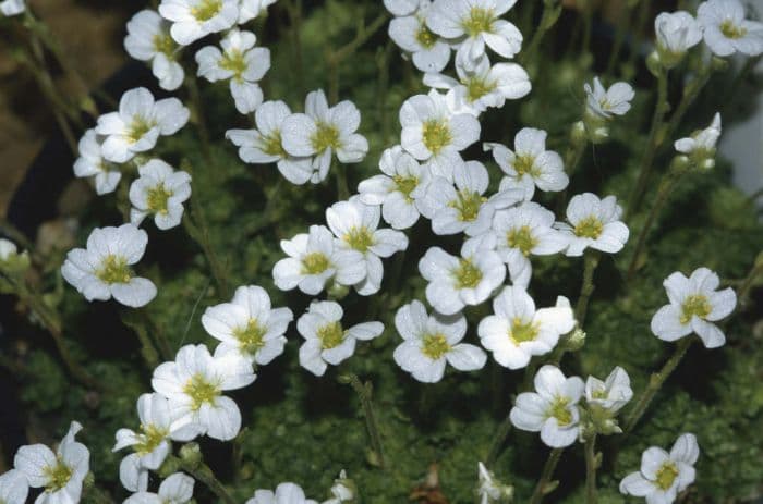 Cevenne saxifrage