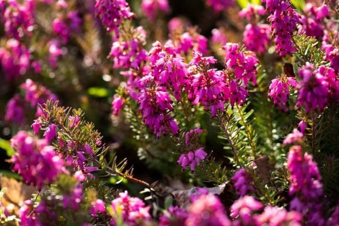 heather 'Rosalie'