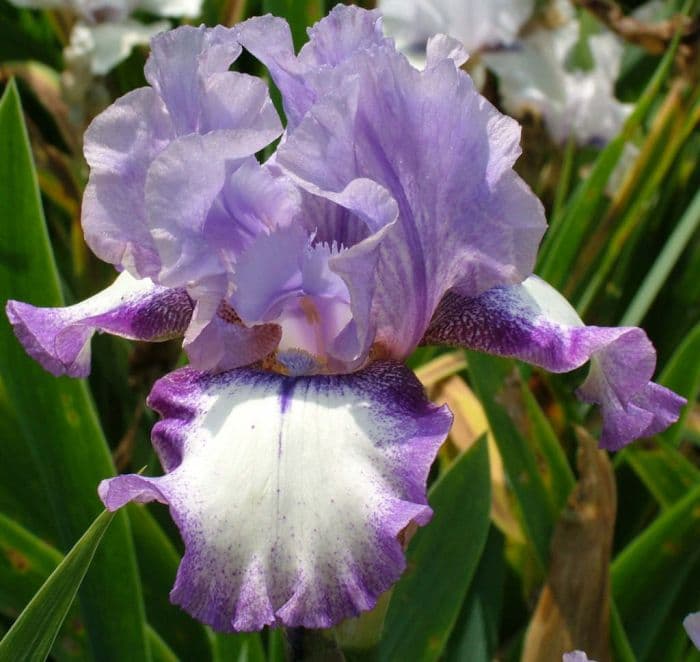 iris 'Ken's Choice'