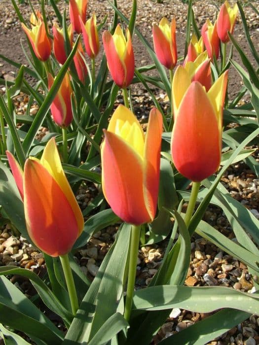 tulip 'Taco'