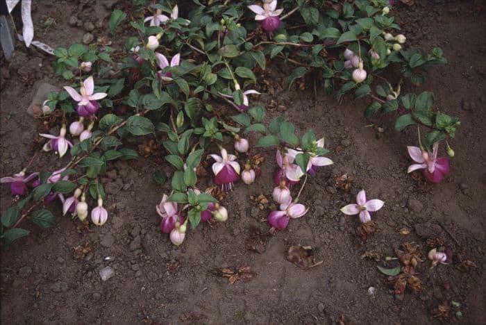 fuchsia 'Lena'