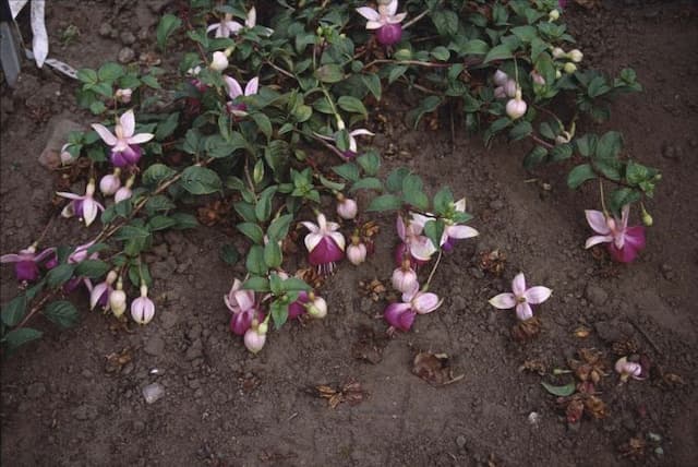 Fuchsia 'Lena'