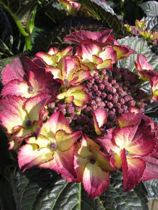 hydrangea 'Dark Angel'