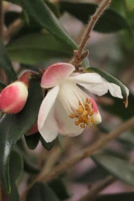 Camellia 'Elina'