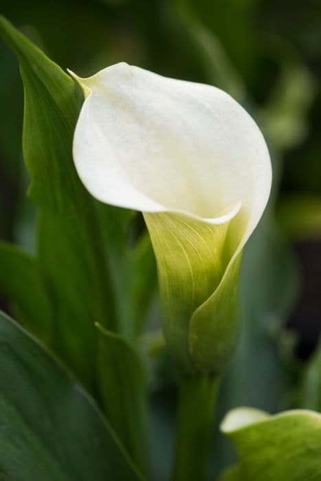 Arum lily 'Ice Dancer'