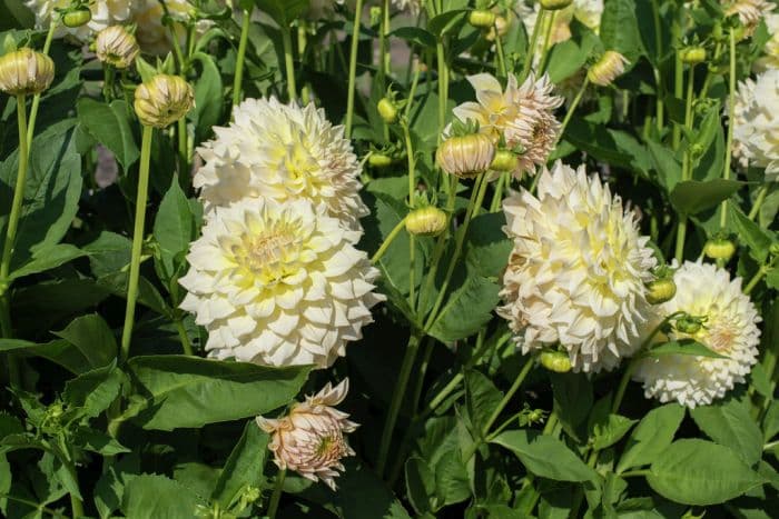 dahlia 'Westerton Lilian'